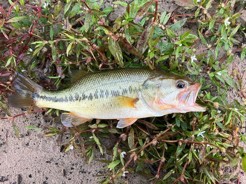 ブラックバスの釣果