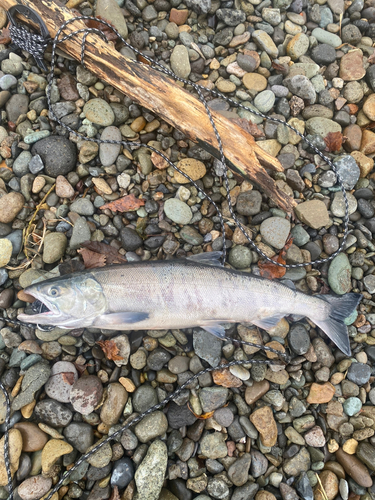 アキアジの釣果