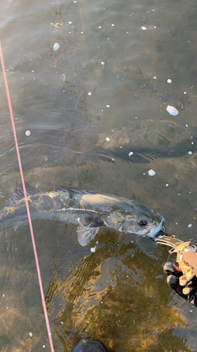 シーバスの釣果