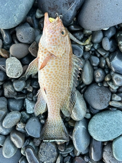 オオモンハタの釣果