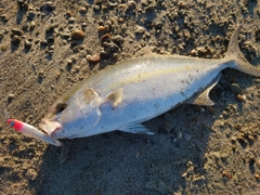 ショゴの釣果