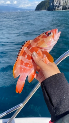 アカハタの釣果