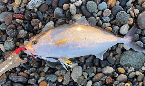 ショゴの釣果