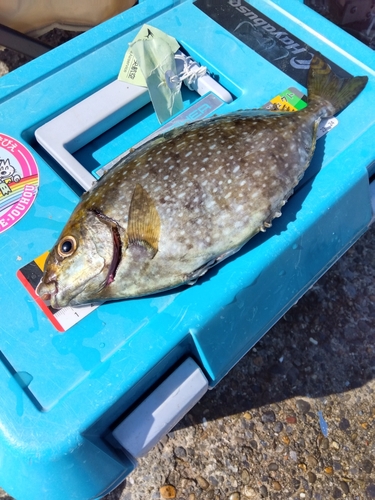 アイゴの釣果