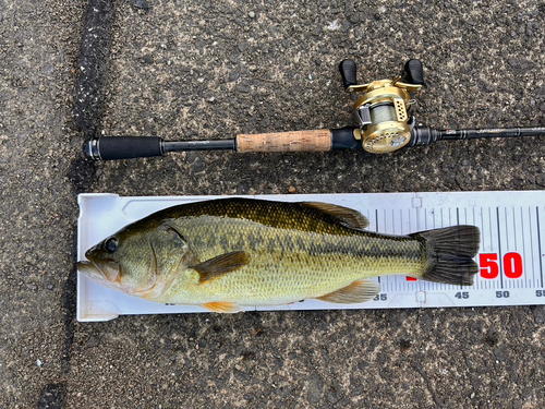 ブラックバスの釣果