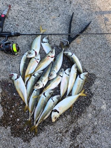 アジの釣果