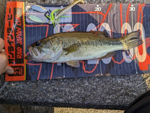 ブラックバスの釣果