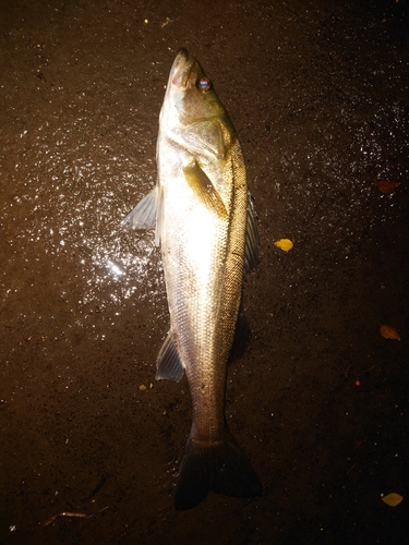 スズキの釣果