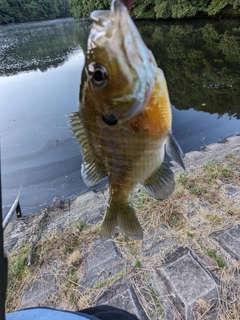 ブルーギルの釣果