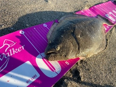 ヒラメの釣果