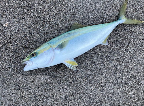 イナダの釣果