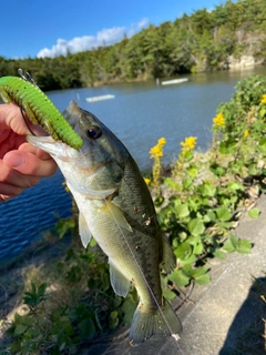 ラージマウスバスの釣果