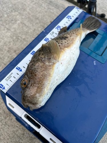 クサフグの釣果