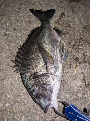 クロダイの釣果