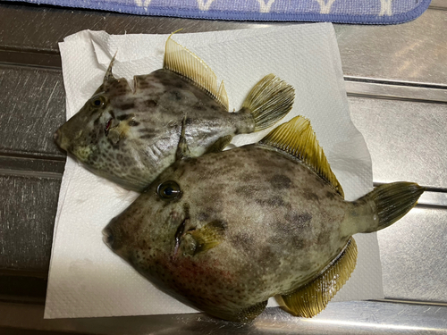 カワハギの釣果