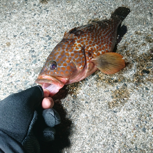 キジハタの釣果