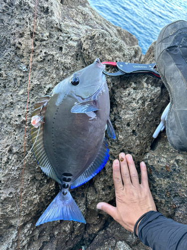 サンノジの釣果