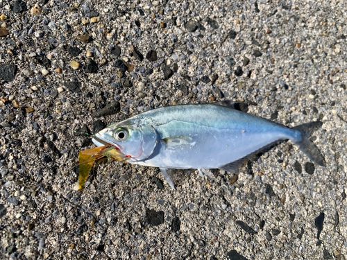 イケカツオの釣果