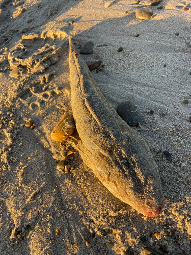 マゴチの釣果