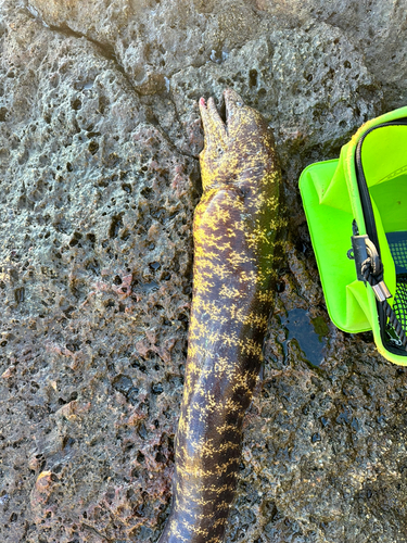 ウツボの釣果