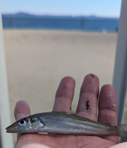 シロギスの釣果