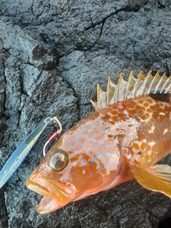 キジハタの釣果