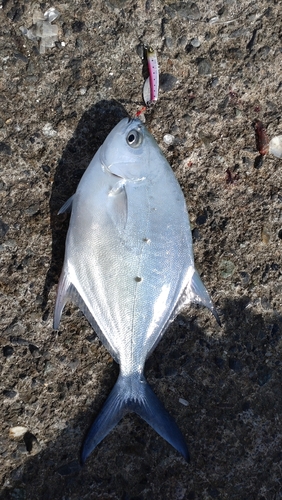 コバンアジの釣果