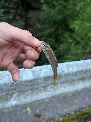 カワムツの釣果