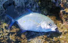 ナンヨウカイワリの釣果