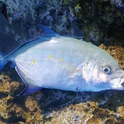 ナンヨウカイワリ