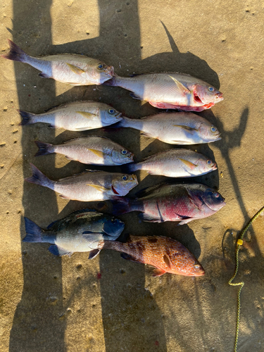 イサキの釣果