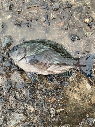 メジナの釣果