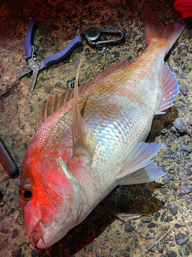 マダイの釣果