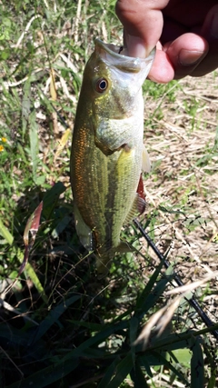 ラージマウスバスの釣果