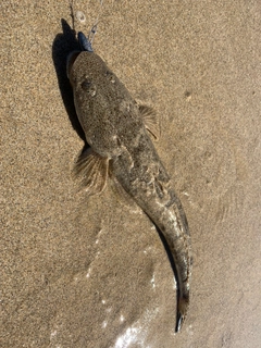 マゴチの釣果