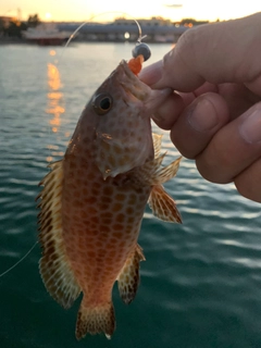 オオモンハタの釣果