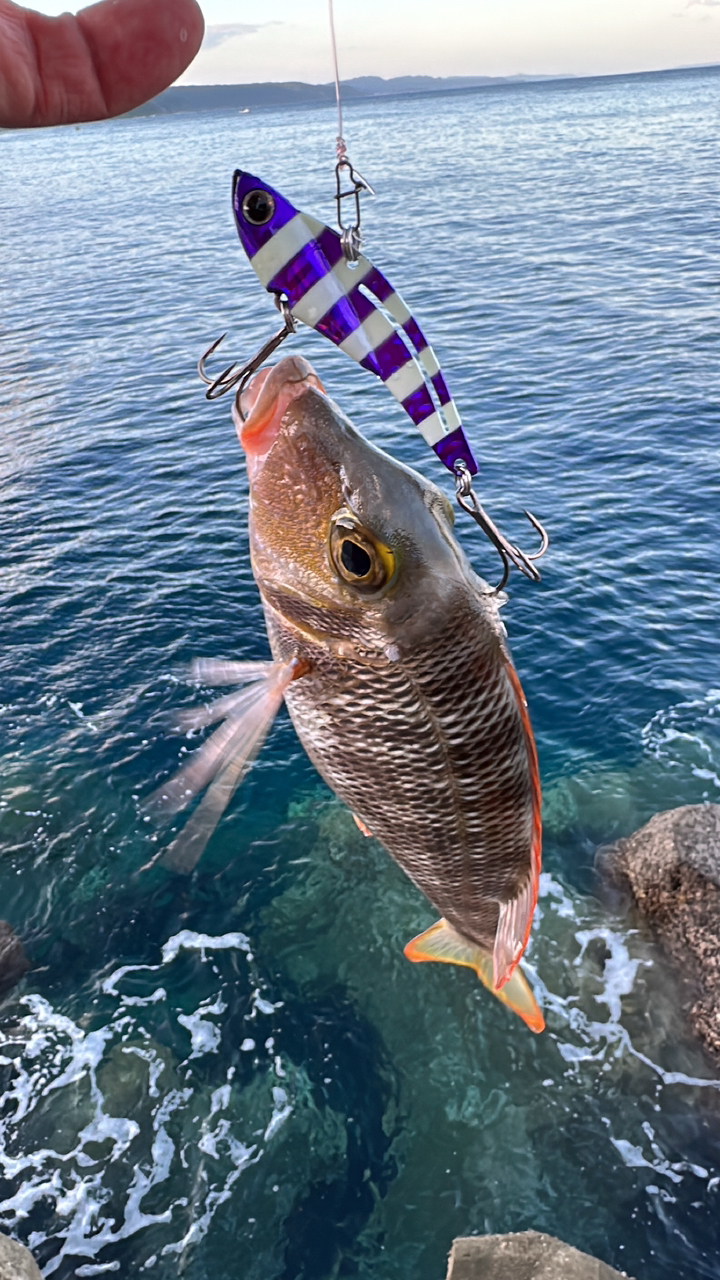 ムルーの釣果・釣り情報まとめ【2023年最新】 - アングラーズ | 釣果