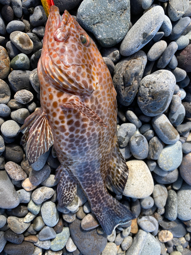 オオモンハタの釣果