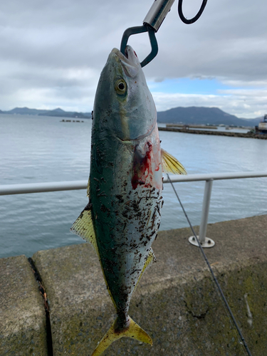 ブリの釣果