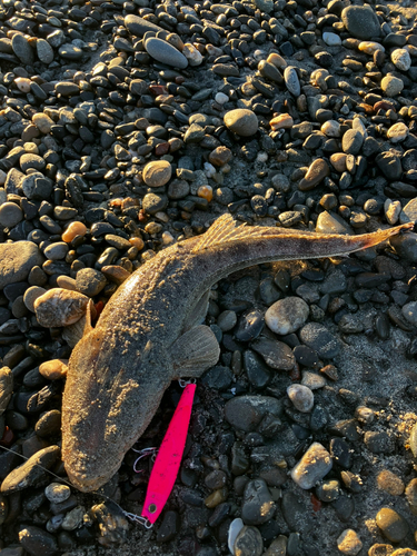 マゴチの釣果