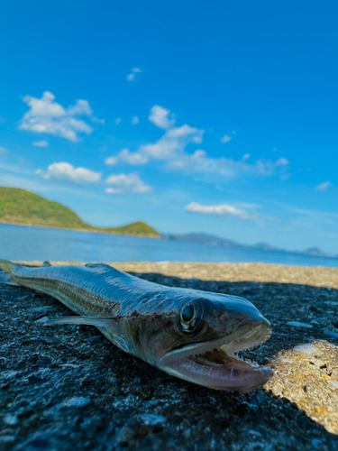 エソの釣果