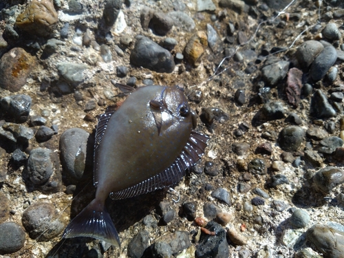 テングハギの釣果