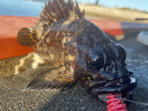 オウゴンムラソイの釣果