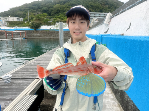 ホウボウの釣果