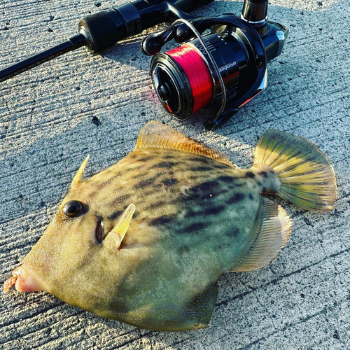 カワハギの釣果