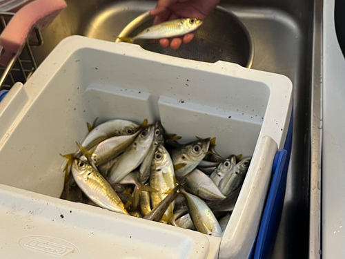 アジの釣果