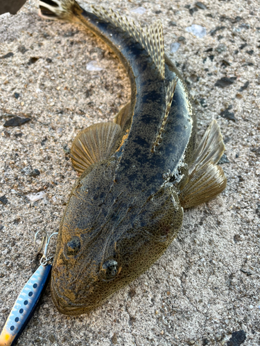 マゴチの釣果