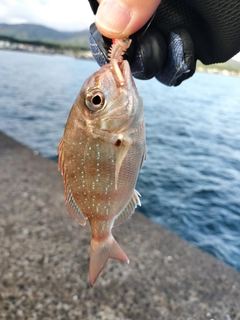 チャリコの釣果