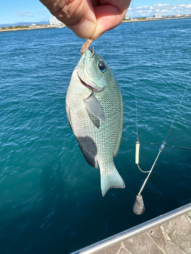 メジナの釣果