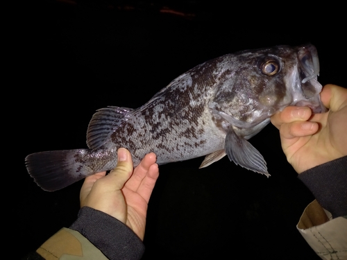 クロソイの釣果